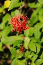 Lanterne chinoise