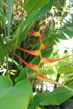 Heliconia