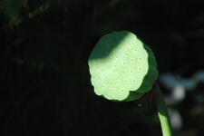 Fruit du Lotus