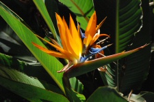 Oiseau de paradis