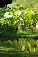 Lotus