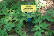 Sensitive
