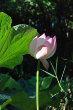 Fleur de Lotus