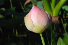 Fleur de Lotus