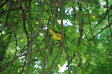 Oiseau