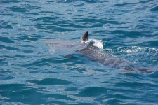 Dauphin