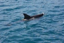Dauphin