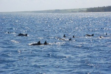 Dauphins