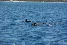 Dauphins