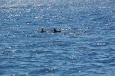 Dauphins