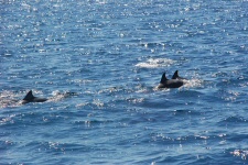 Dauphins