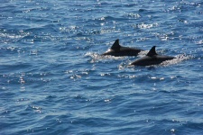 Dauphins