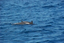 Dauphins