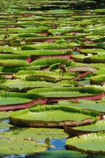 Nénuphards géants
