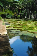 Nénuphards géants