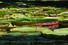 Nénuphards géants