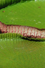 Nénuphards géants