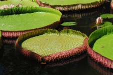 Nénuphards géants