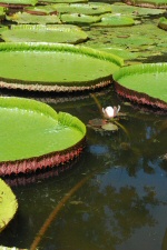 Nénuphards géants