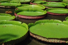 Nénuphards géants