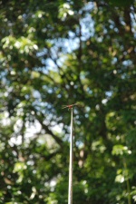 Libellule