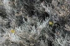 Flore - Détail