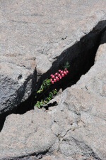 Flore - Détail