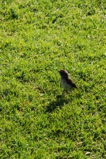 Petit oiseau