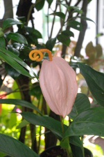 Villa Folio - Anthurium