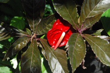Villa Folio - Anthurium