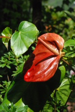 Villa Folio - Anthurium