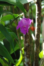 Villa Folio - Orchidée