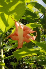 Villa Folio - Fleur de Datura