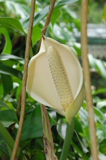 Villa Folio - Fleur de Rhododendron