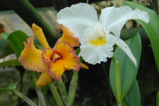 Villa Folio - Orchidée