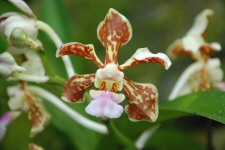 Villa Folio - Orchidée