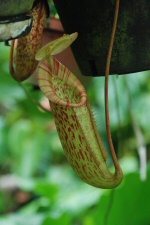 Villa Folio - Fleur carnivore