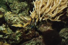 New England Aquarium