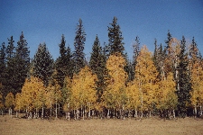 Forêt automnale