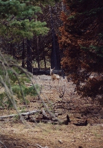 Mule Deer