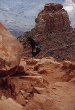 Condor