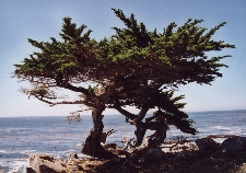 Cyprès de Monterey