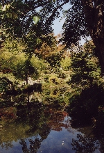Japanese Tea Garden