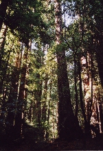 Muir Woods National Monument