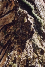 The weeping rock